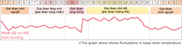 Chu kỳ kinh nguyệt và sự thay đổi nhiệt độ cơ thể bình thường và khí hư
